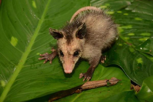 Animals That Eat Snakes - Opossums (genus Delphis)