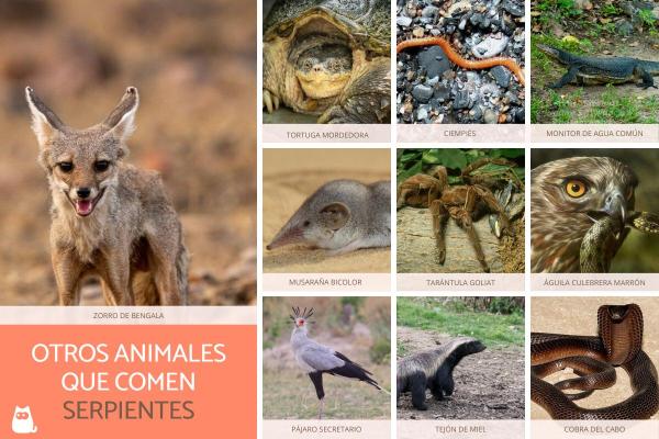 Animals That Eat Snakes - Other animals that eat snakes