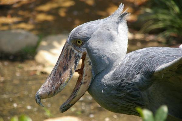 Animals That Eat Snakes - Shoebill (Balaeniceps rex)