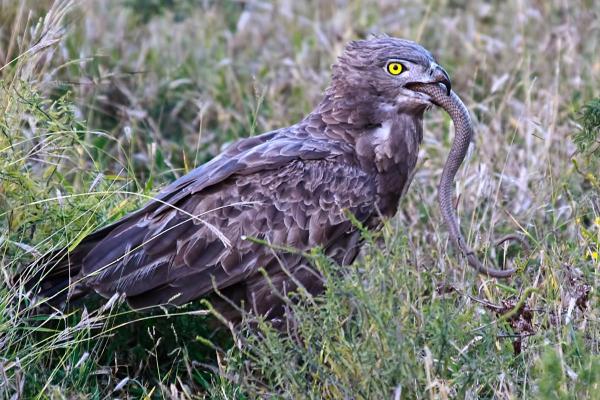 Animals That Eat Snakes - Snake Eagle (Circaetus gallicus)