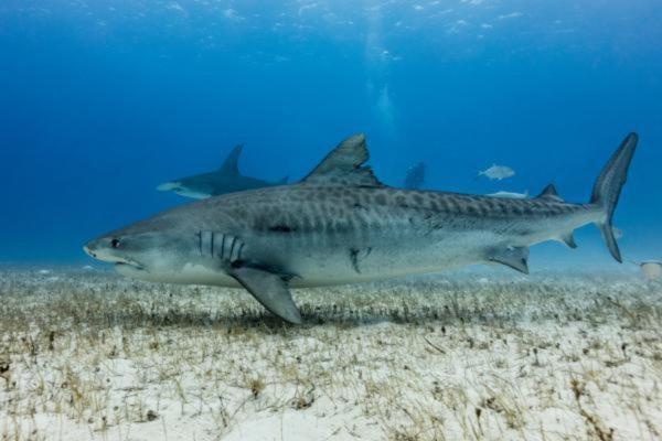 Animals That Eat Snakes - Tiger shark (Galeocerdo cuvier)