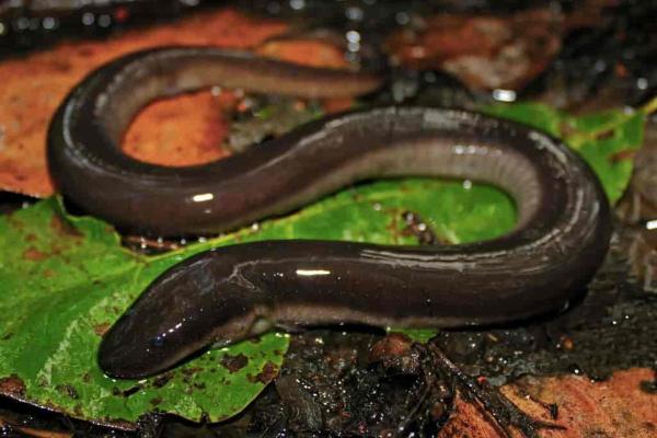 Animals That Eat Snakes - Two-toed amphiuma (Amphiuma means)