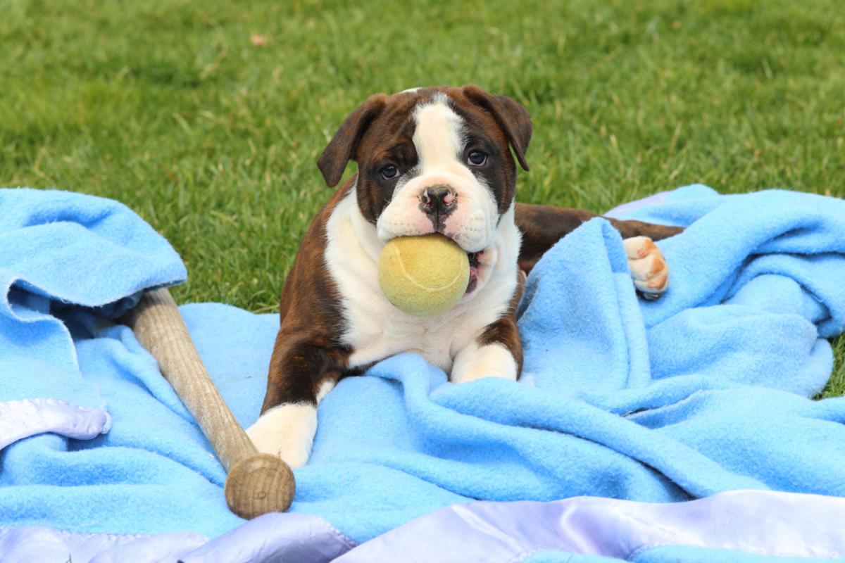 What is an Olde English Bulldogge?