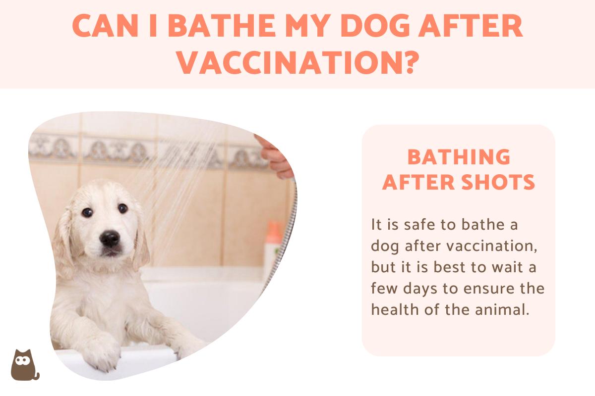 Can I Bathe My Dog After Vaccination?