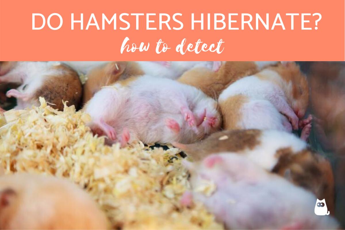 Do Hamsters Hibernate?