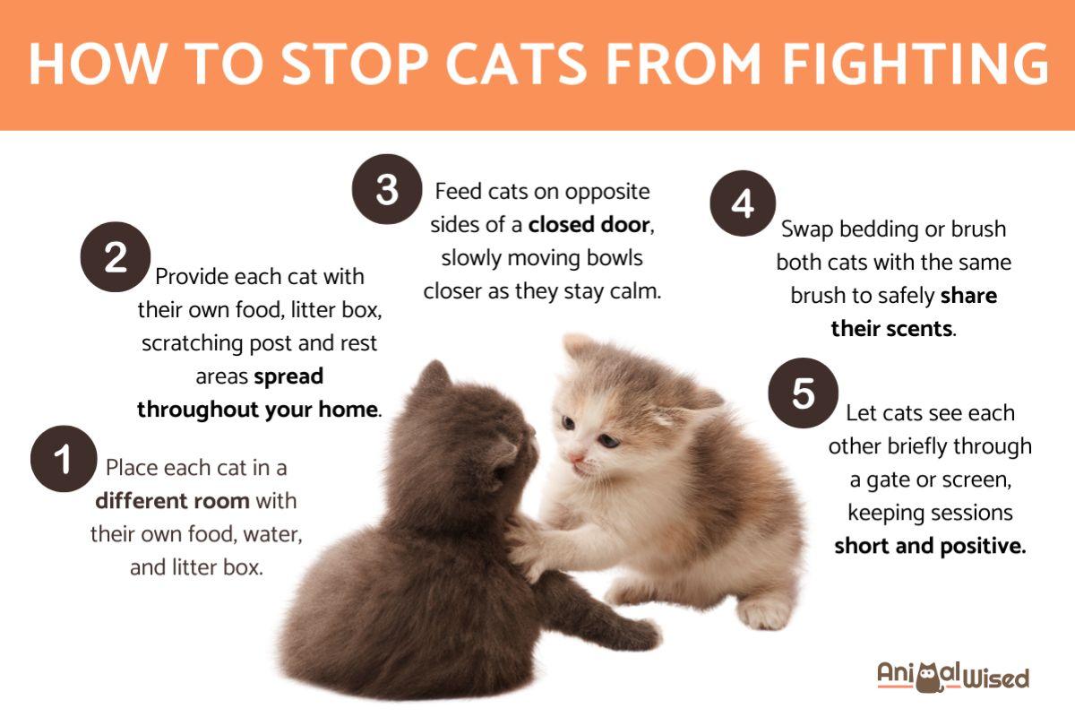 How to Stop Your Cats from Fighting