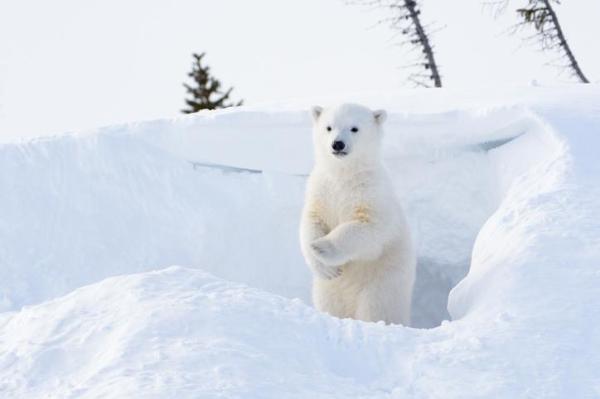 How Much Does a Polar Bear Weigh? - How much does a polar bear cub weigh?