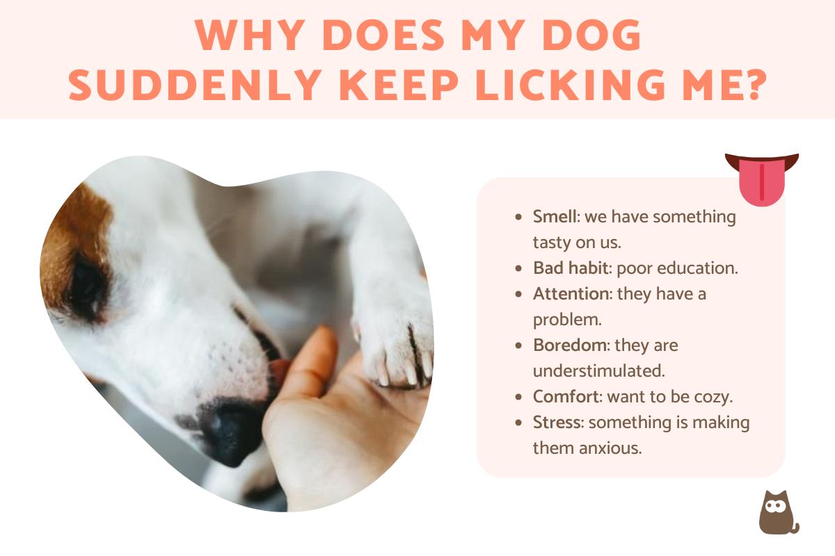 My Dog Won't Stop Licking Me All of a Sudden