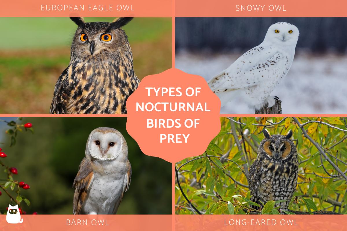 Nocturnal Birds of Prey - Characteristics and Examples