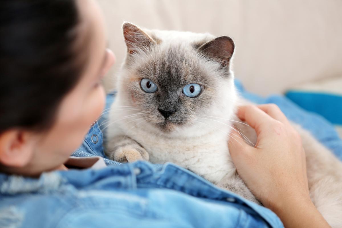 Why Does My Cat Climb on Me?