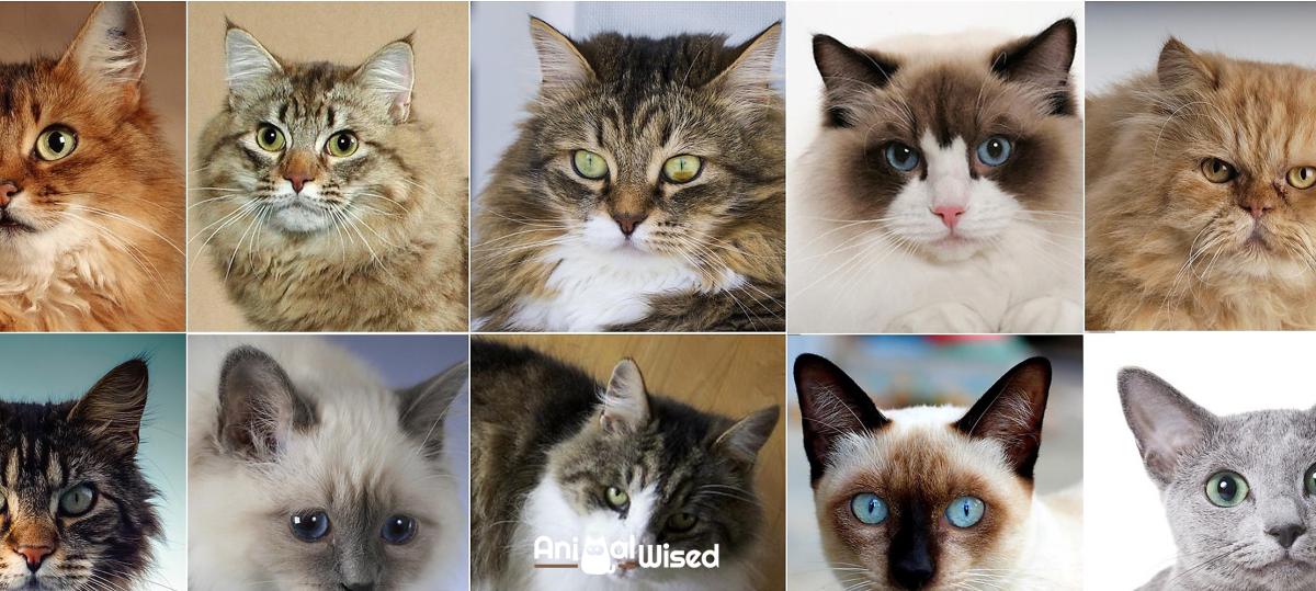 Most Popular Cat Breeds - With Pictures!