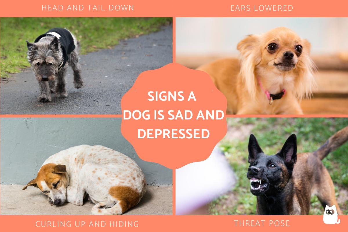 Signs a Dog Is Sad and Depressed