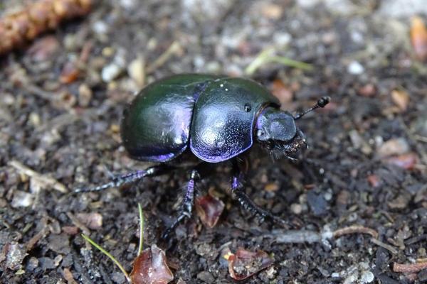How Many Legs Do Beetles Have?