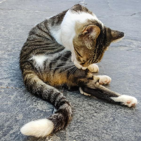 My Cat Keeps Biting Itself Causes of Excessive Fur Chewing And Solutions