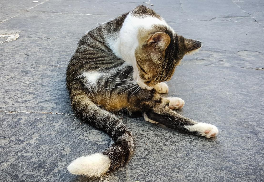 My cat keeps biting himself discount