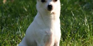 The 5 Smallest Dog Breeds in the World