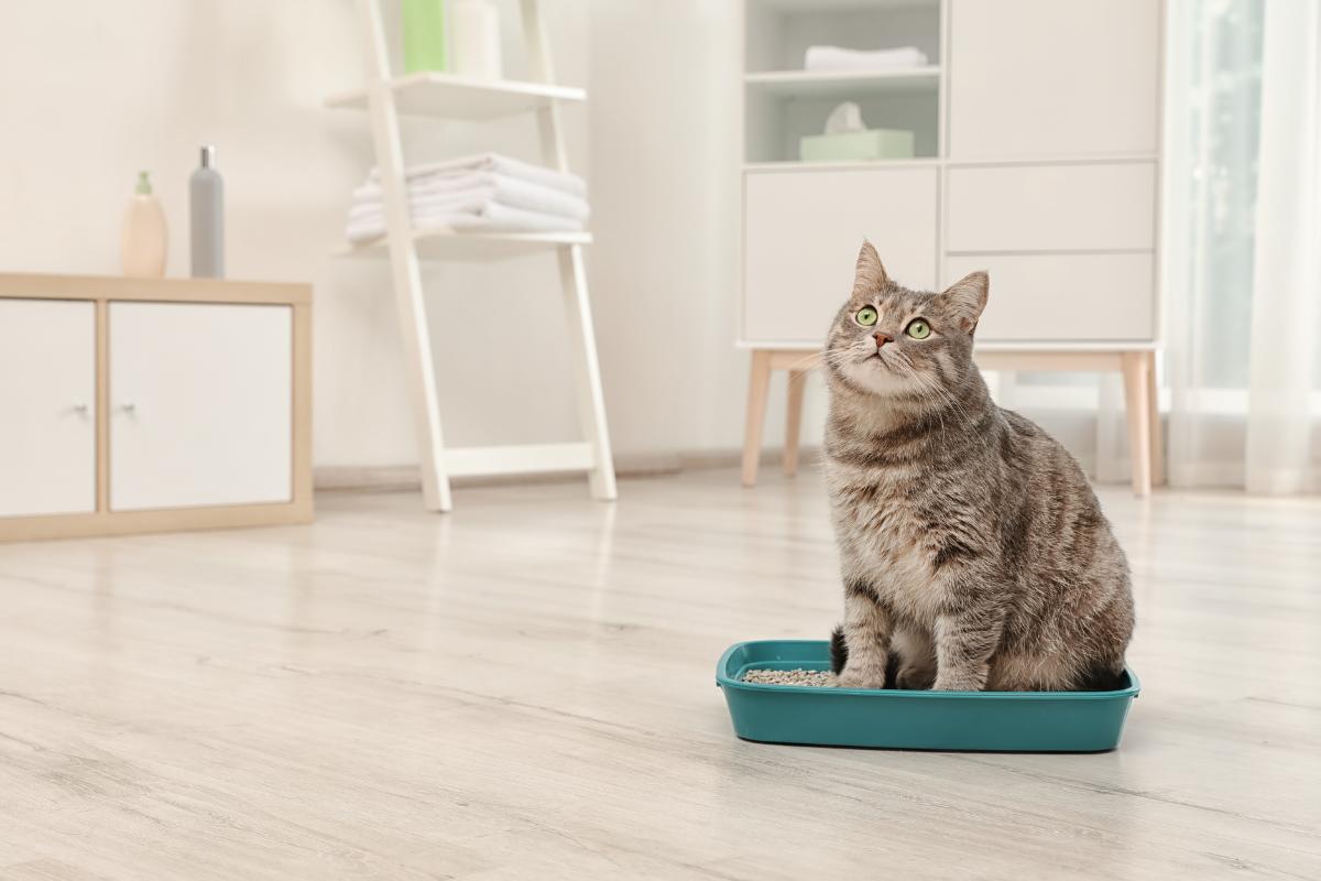 How Can I Help My Constipated Cat?