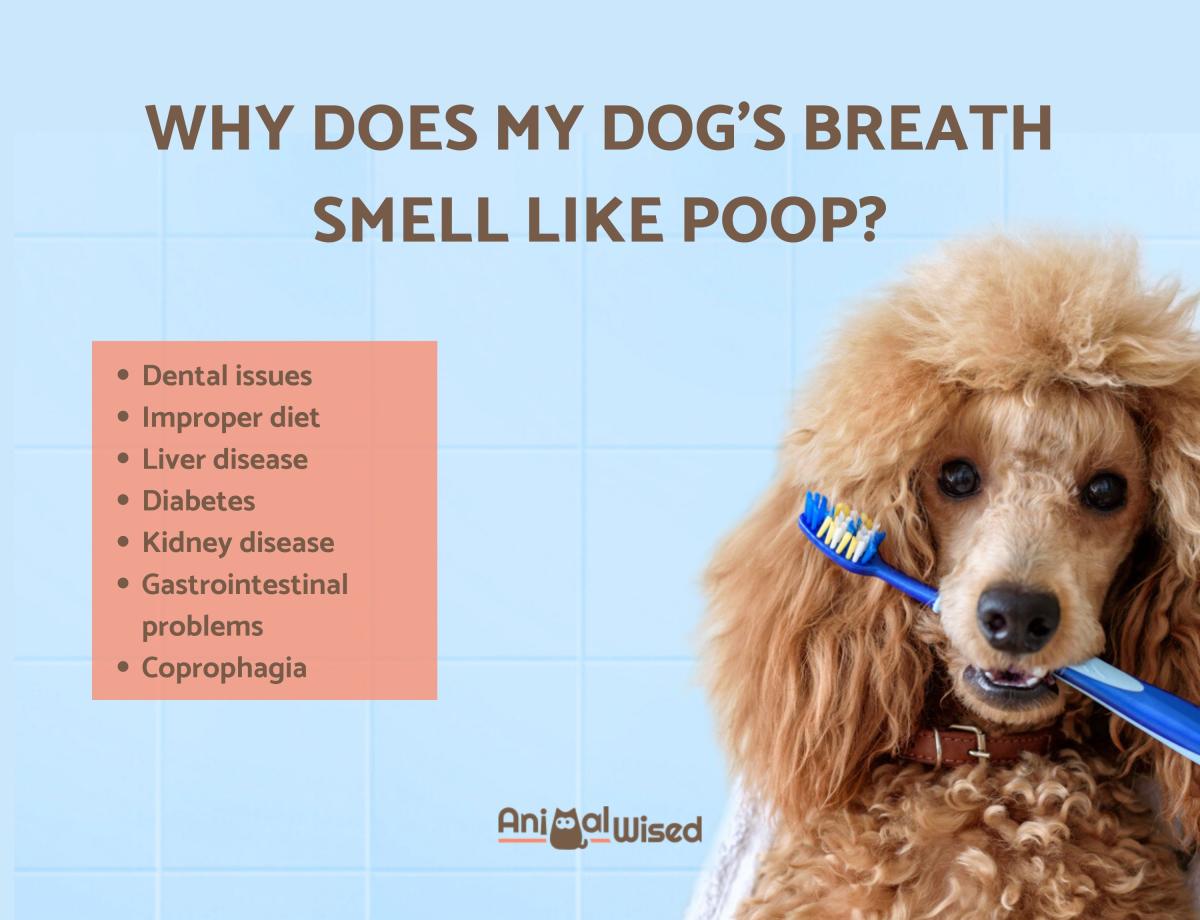 My Dog's Breath Smells Like Poop