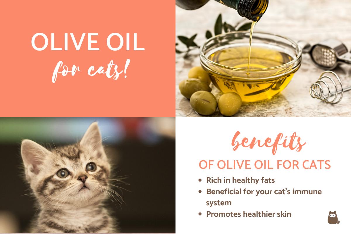 Benefits of Olive Oil for Cats