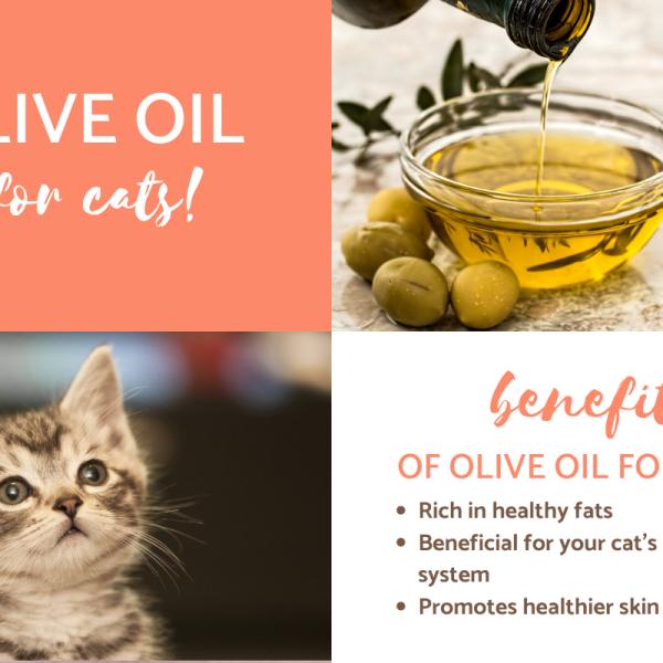 Is olive oil bad for cats 2025