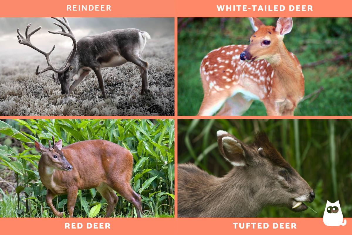 Where Do Deer Live? - Different Deer Environments