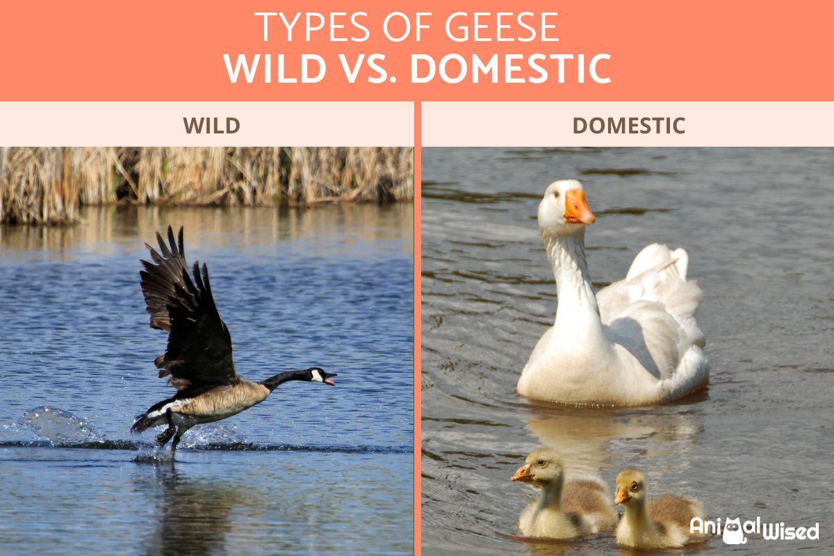 Types of Geese - Wild vs. Domestic