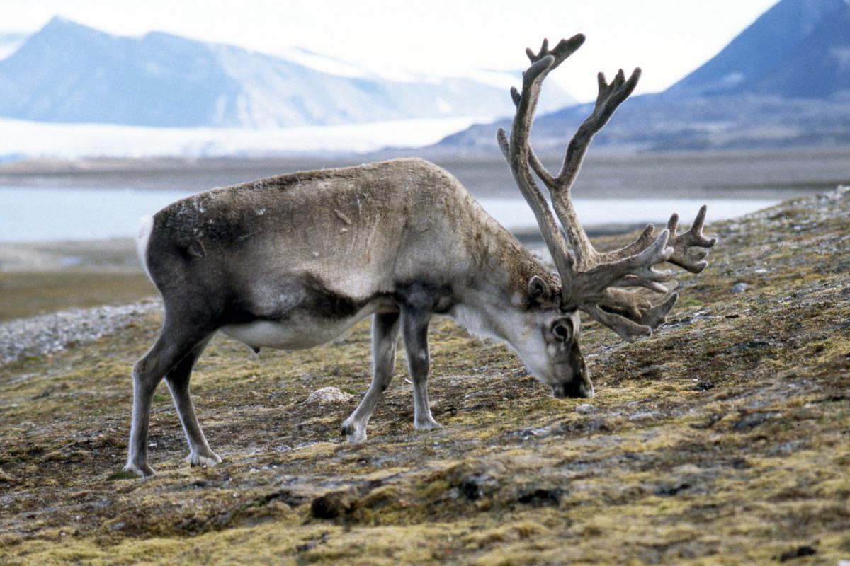 Where Do Deer Live?