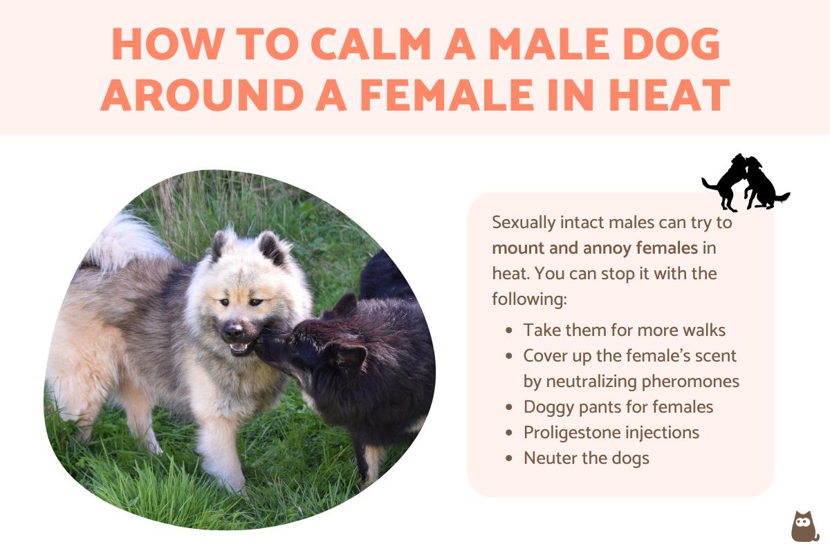 How to Calm a Male Dog When a Female Is in Heat