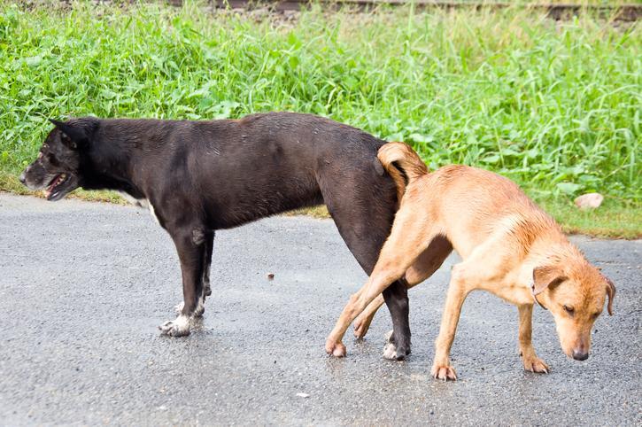 How to Get Dogs Unstuck After Mating - What to Do With Dogs Tied Together