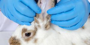 How to Tell If Your Rabbit Has an Ear Infection