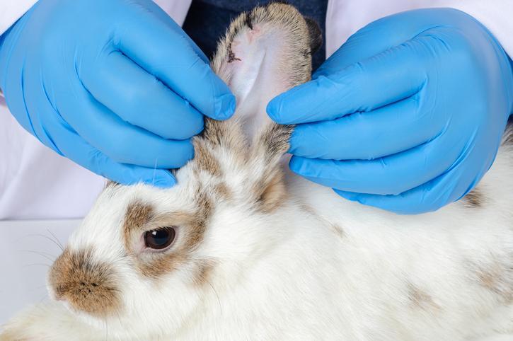 How to Tell If Your Rabbit Has an Ear Infection - Otitis in Rabbits