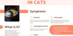 Melanoma in Cats - Symptoms and Treatment