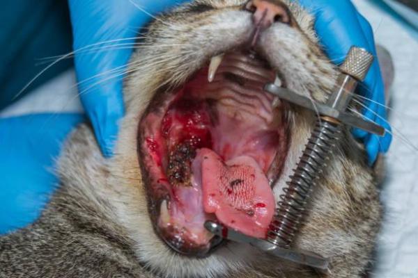 Melanoma in Cats - Symptoms and Treatment - Treatment for melanoma in cats