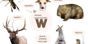 Animals Beginning With W
