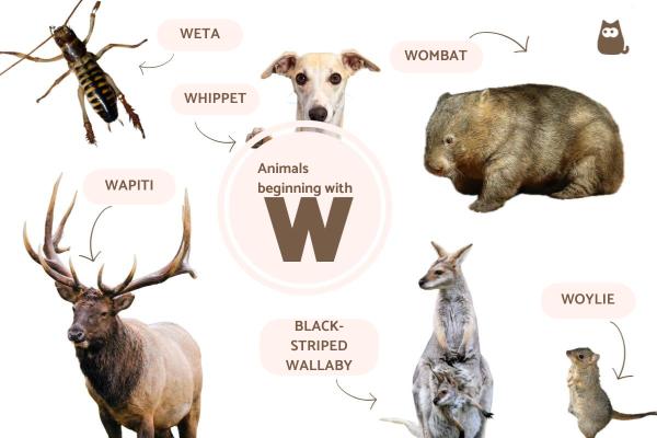 Animals Beginning With W