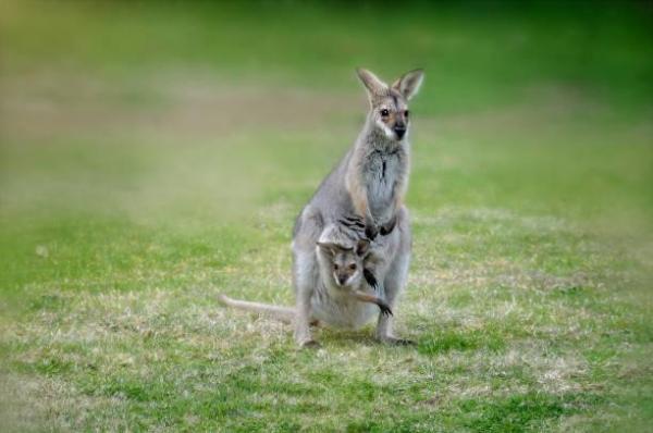 Animals Beginning With W - Black-striped wallaby (Macropus dorsalis)