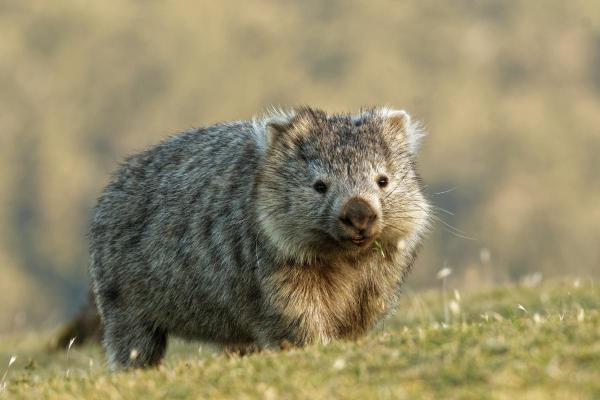 Animals Beginning With W - Common wombat (Vombatus ursinus)