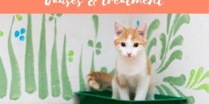 My Cat Is Having Trouble Peeing - Reasons Cats Only Pee a Little