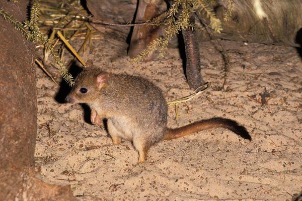 Animals Beginning With W - Woylie (Bettongia penicillata)