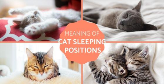 What Do Different Cat Sleeping Positions Mean?
