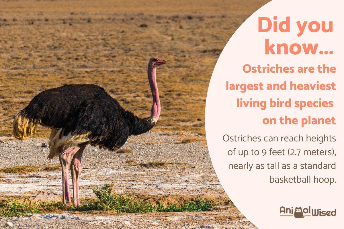 10 Fun Facts Abut Ostriches