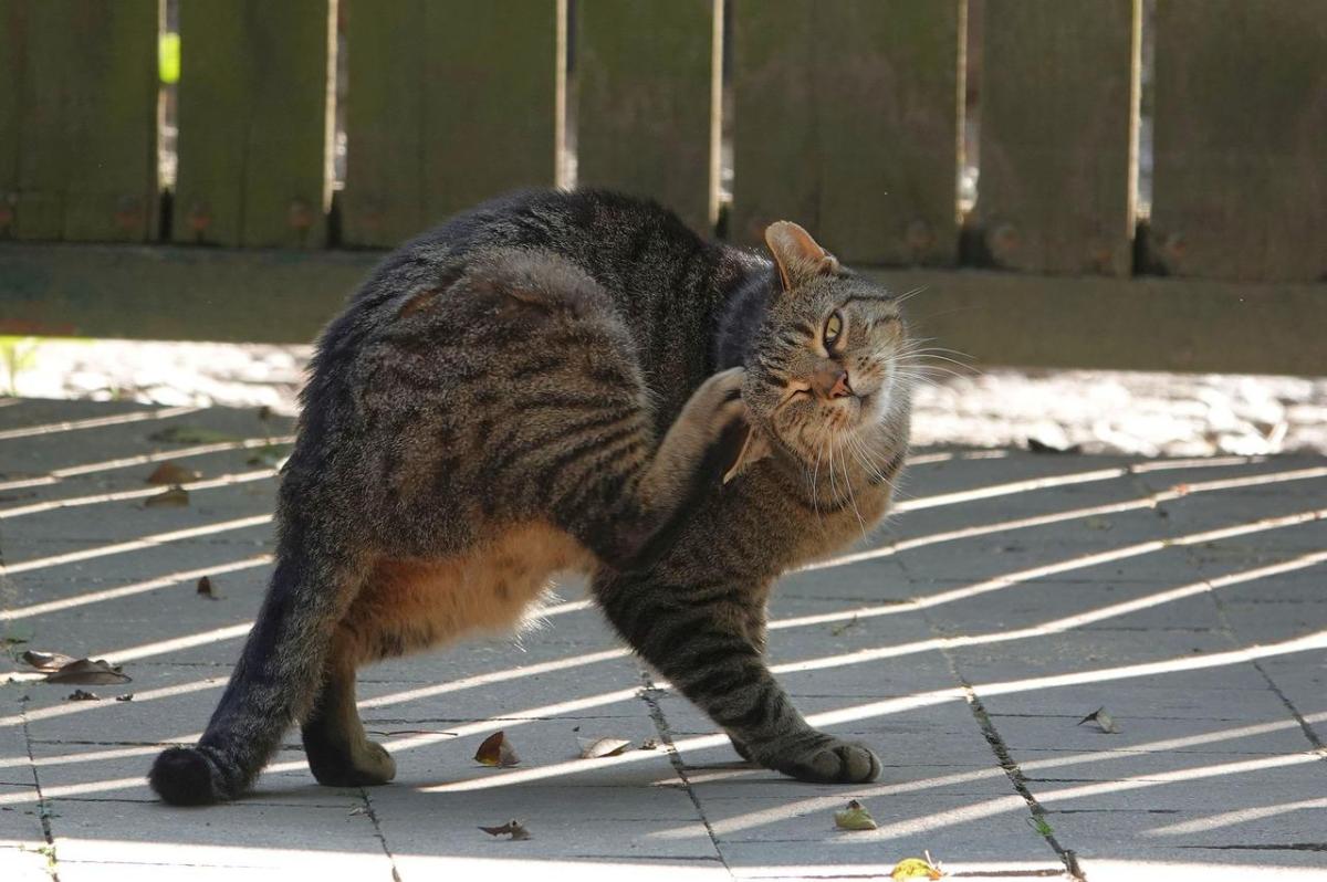 Psychogenic Alopecia in Cats - Causes, Symptoms and Treatment