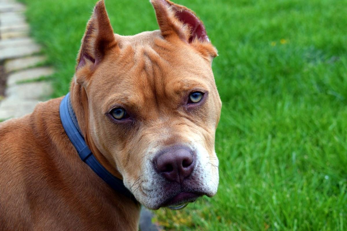 10 Myths About Pit Bulls