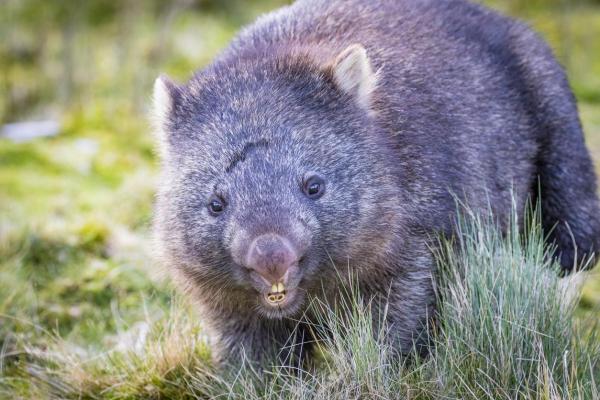 Different Types of Wombats - Characteristics of the wombat