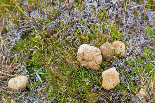 Different Types of Wombats - Curiosities of the wombat