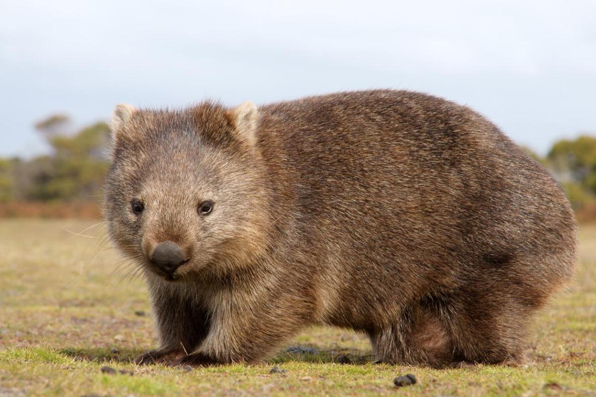 Different Types of Wombats