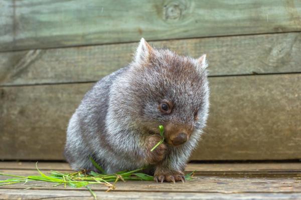 Different Types of Wombats - What does wombat eat?