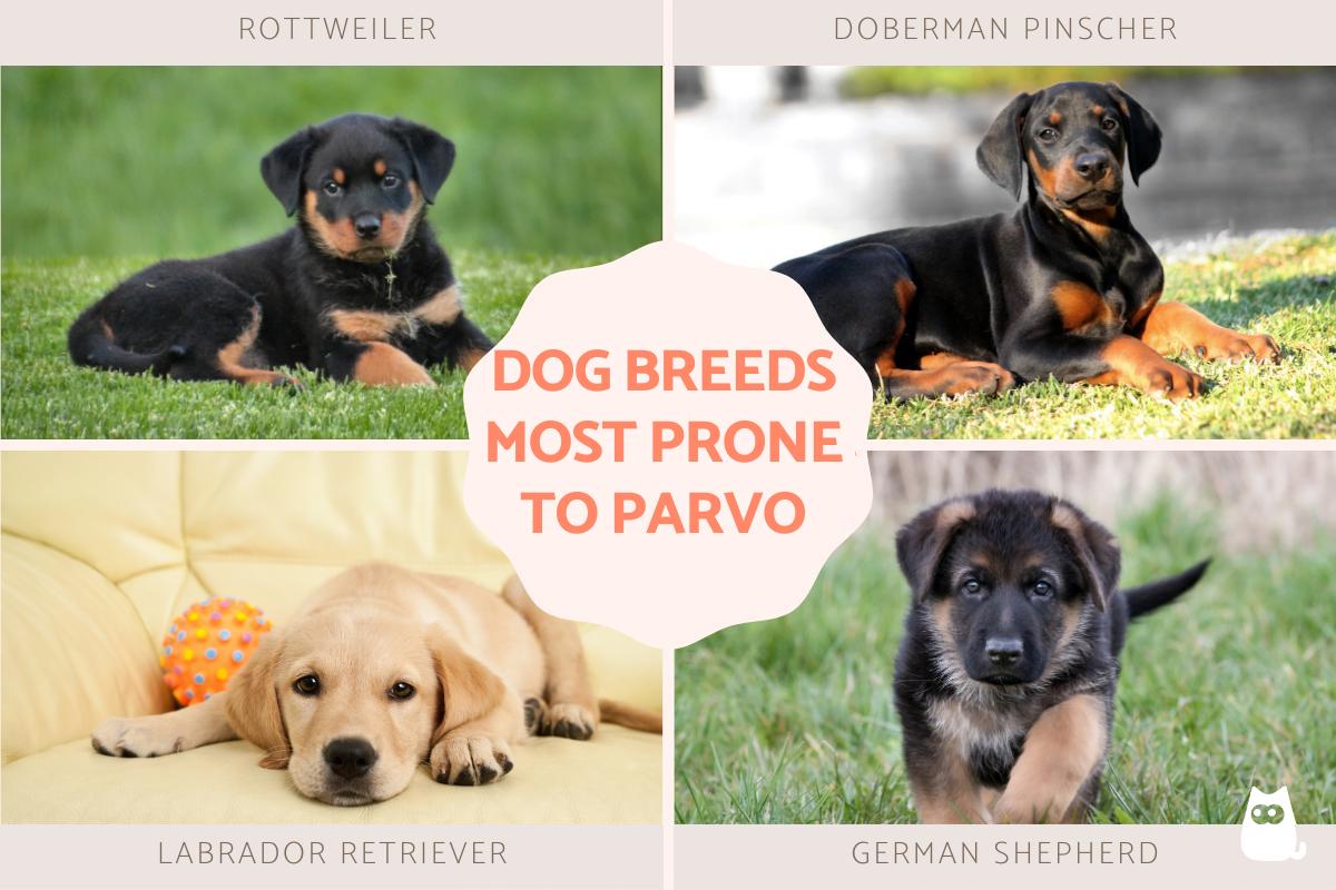 Dog Breeds Most Susceptible to Parvo
