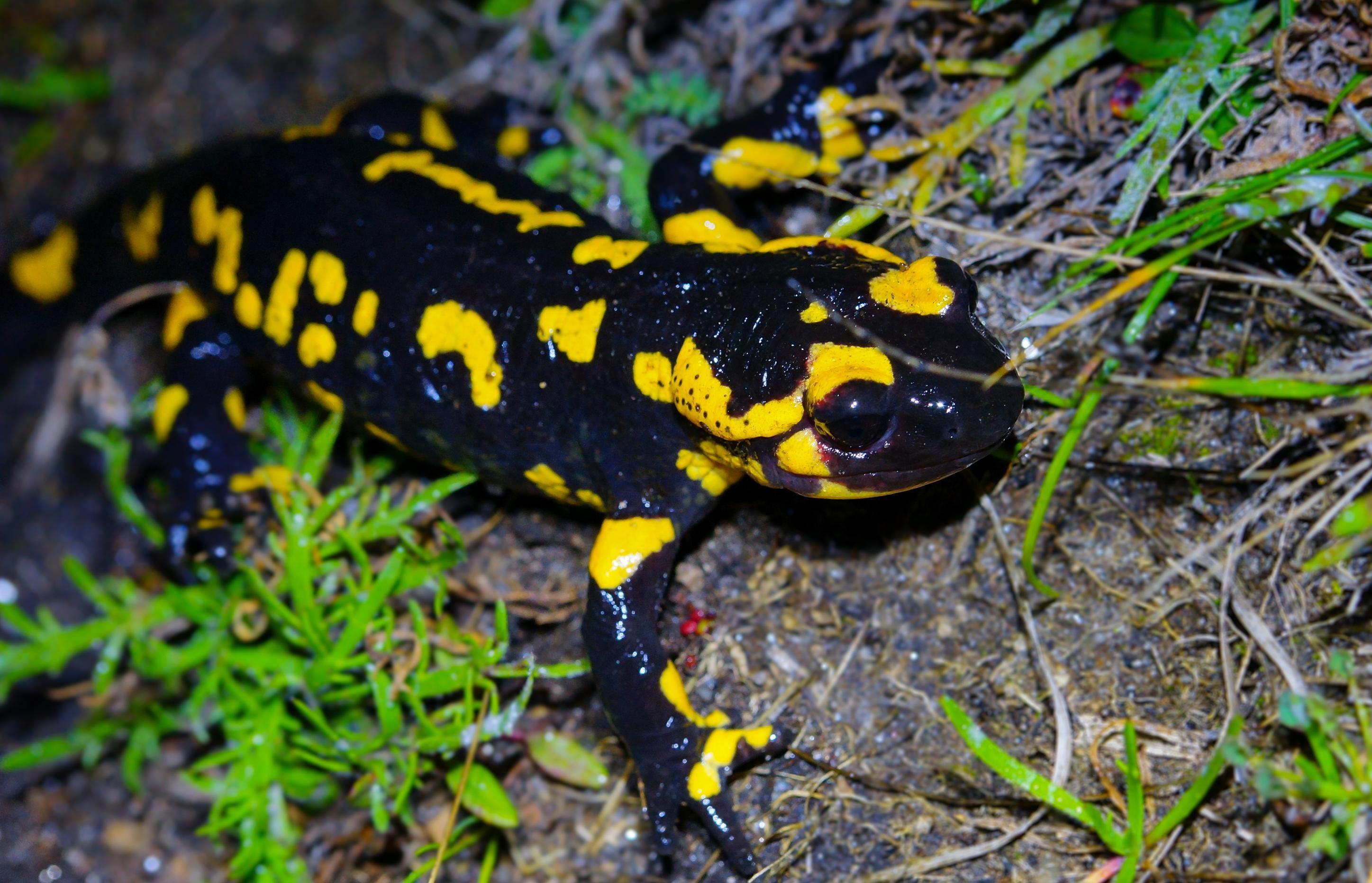 Identifying & Avoiding North Carolina'S Poisonous Amphibians - 6tnl11f
