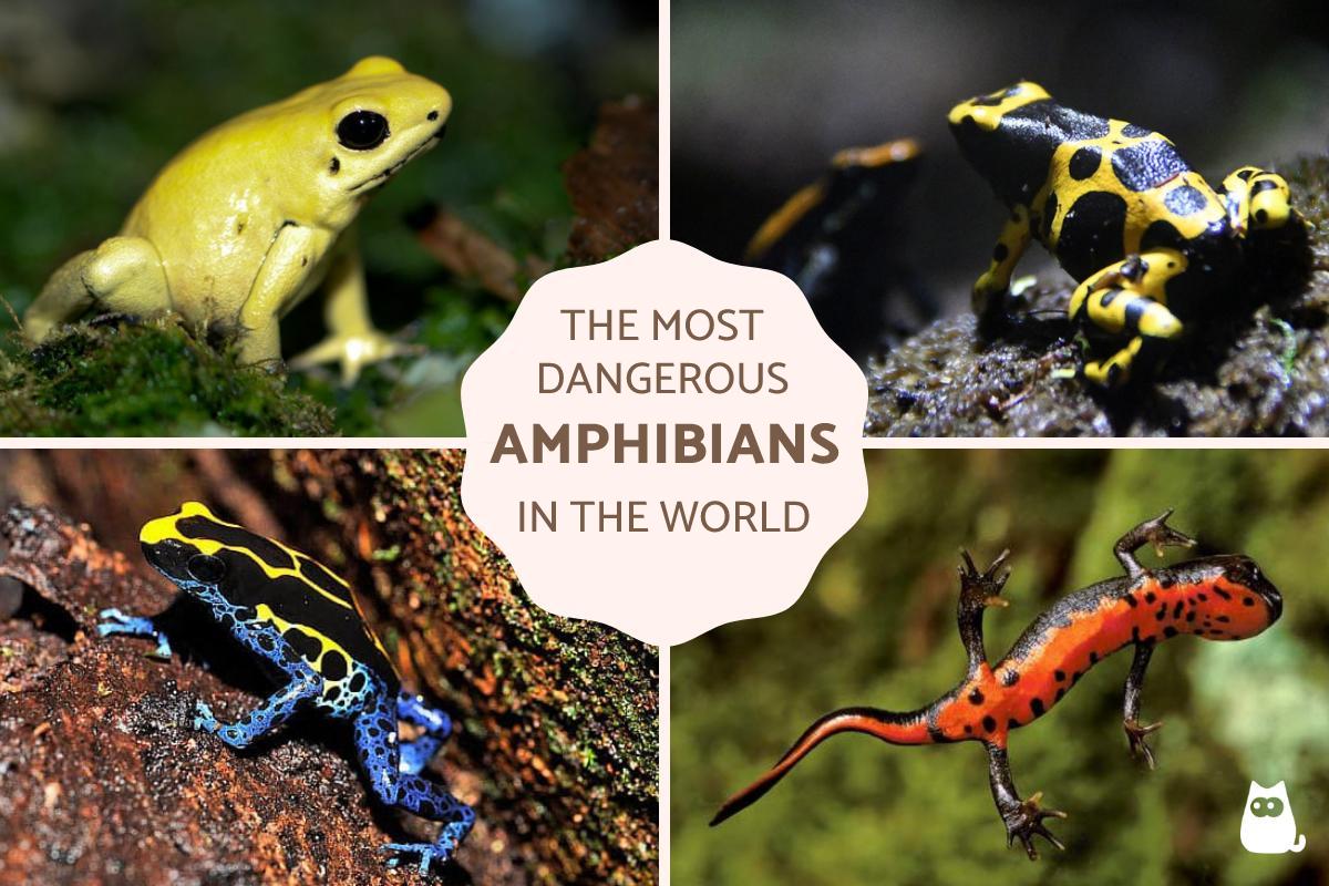 The Most Poisonous Amphibians in the World